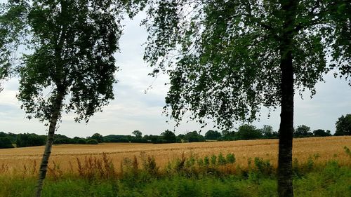 Scenic view of agricultural field against sky