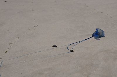 High angle view of birds on sand