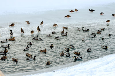 High angle view of birds swimming in water