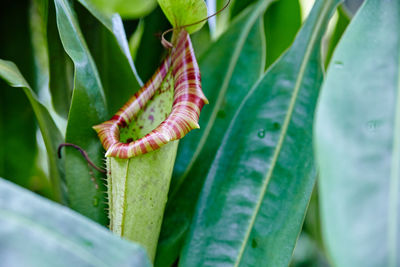 Close-up of grasshopper on plant