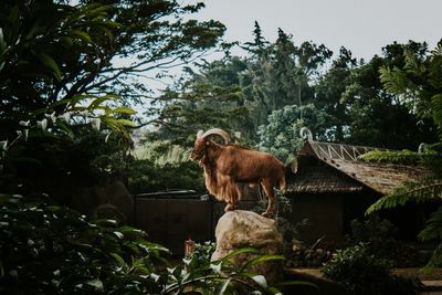 Low angle view of a horse on tree