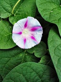 High angle view of pink flower