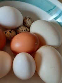 High angle view of eggs in container