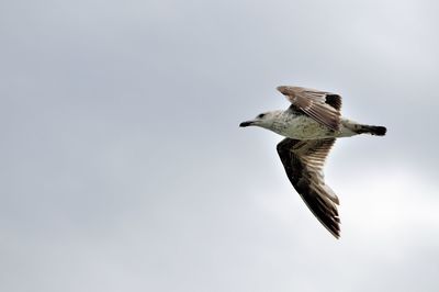 Close-up of eagle flying against clear sky