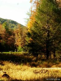 Trees in forest