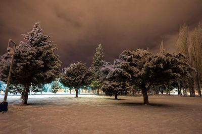 Trees on field against sky