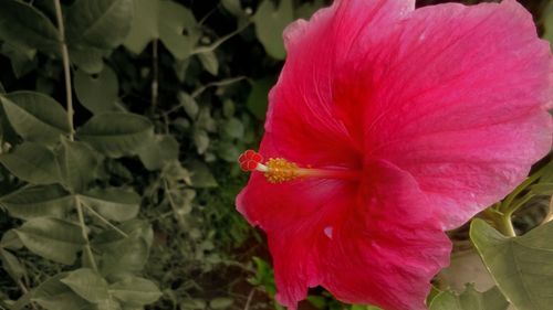 Close-up of pink flowers