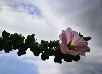 Low angle view of pink flowering plant against sky