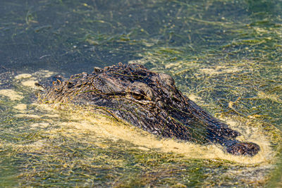 High angle view of crocodile in sea