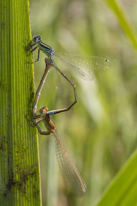 Close-up of damselflies