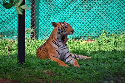 Cat looking away in zoo