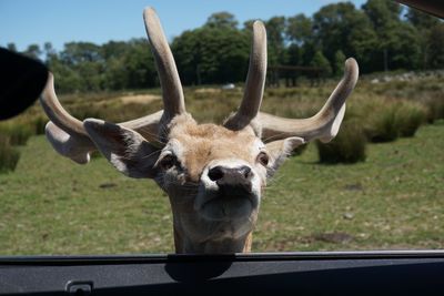 Deer outside car on field