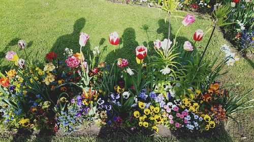 Close-up of multi colored flowers blooming outdoors