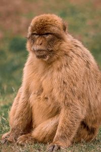 Lion sitting on grass