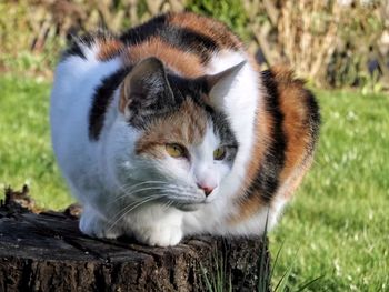 Close-up of cat on tree stump in park