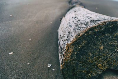 Trunk of a tree cut into the sand on the beach seen up close with its cracks and textures