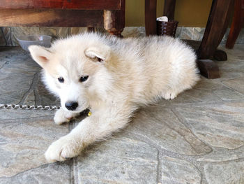 Portrait of dog lying on floor at home