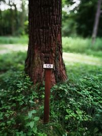 Tree trunk in forest