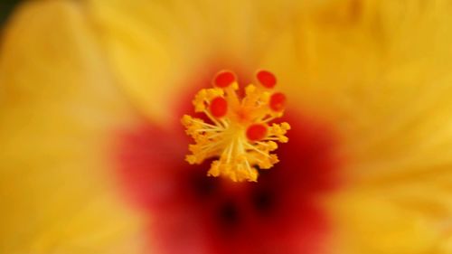 Close-up of yellow flower