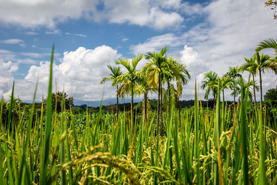 Plants growing on field against sky