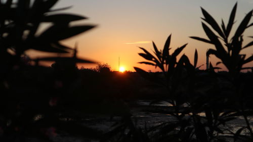 Close-up of silhouette plants against sky during sunset