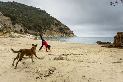 Dog on beach