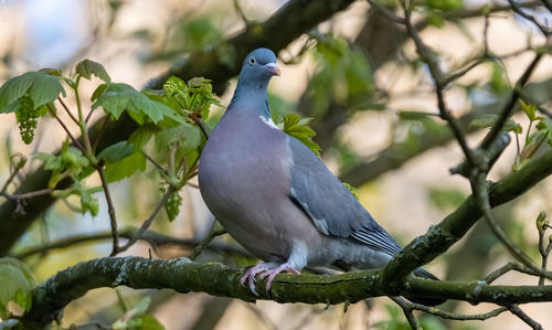 Close-up of bird perching on branch