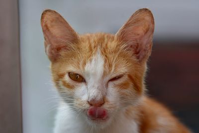 Close-up portrait of cat