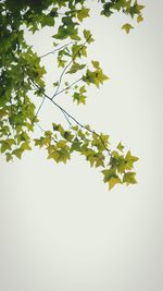 Low angle view of tree