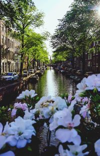 Canal amidst flowering plants and trees in city