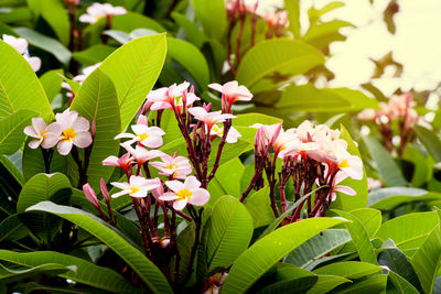 Close-up of pink flowering plant