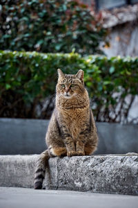 Cat sitting on retaining wall