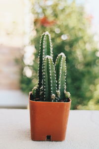 Close-up of potted plant on table