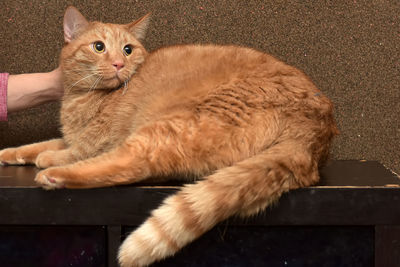 High angle view of cat resting outdoors