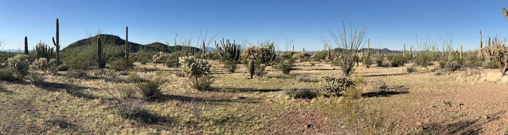 Panoramic shot of trees on field against clear sky