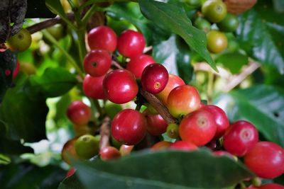 Close-up of cherries growing on tree