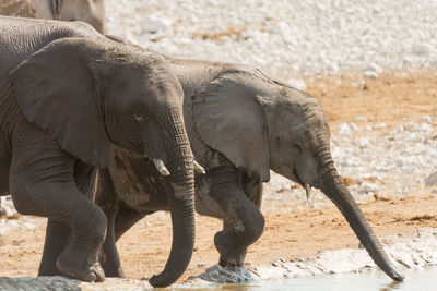 Side view of elephants drinking water from river