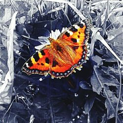 Butterfly on green leaf