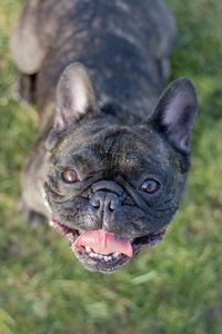 Close-up portrait of dog