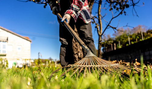 Man picking leaves