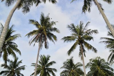 Low angle view of palm trees against sky