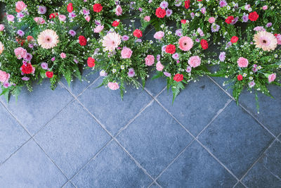 High angle view of plants