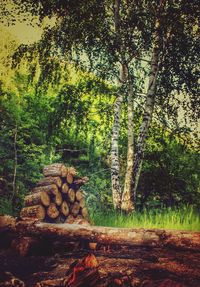 Stack of trees in forest