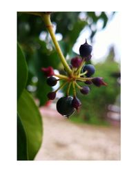 Close-up of fruits hanging on plant