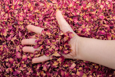 Background of dried rose petals