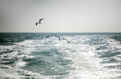 Birds flying over sea against clear sky