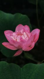 Close-up of pink water lily