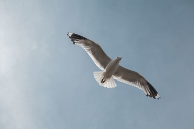 Low angle view of seagull flying