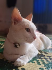 Close-up of a cat looking away