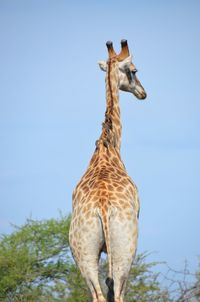 Giraffe from behind